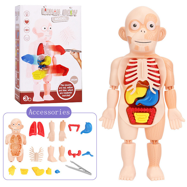 Kid 3D Puzzle Human Body Anatomy Model Educational Learning Organ Toy Torso Skeleton Human Body Teaching Tool For Children