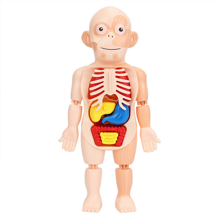 Kid 3D Puzzle Human Body Anatomy Model Educational Learning Organ Toy Torso Skeleton Human Body Teaching Tool For Children