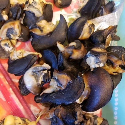 High Quality Edible Snails Dries Snails Giant African Land Snails for sale Frozen Dried