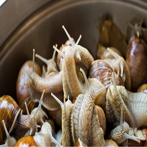 Cheap price Dried African Giant Snails/Processed Dried Snails for sale