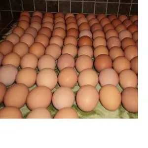 High Quality Packaging 100% Natural High Quality Fresh Chicken Egg For Sale