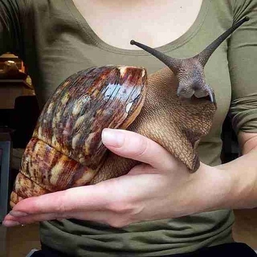 Big Frozen Snails Dried African Giant Land Snails Meat wholesale offer cheap retails