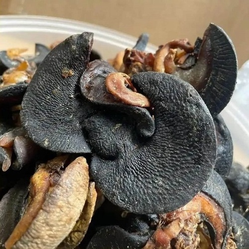 Cheap price Dried African Giant Snails/Processed Dried Snails for sale