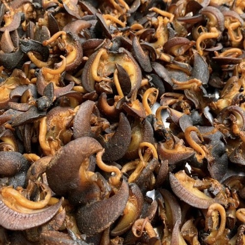 Available Quality Edible Snails Frozen Dried Dry Snails