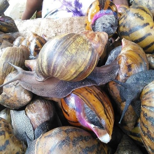 Big Frozen Snails Dried African Giant Land Snails Meat wholesale offer cheap retails