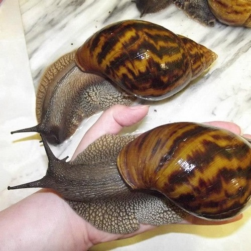 Top Frozen Snails Dried African Giant Land Snails Meat for sale