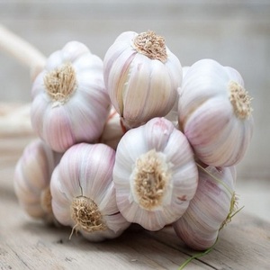 New Crop Fresh Peeled Garlic 100% Organic