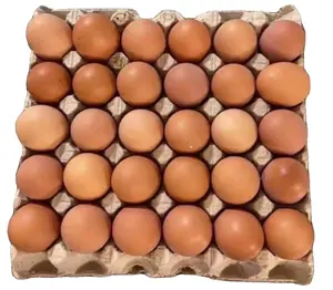 Fertile Hatching Chicken Egg/Fresh Chicken Table Eggs/Quail Eggs for Sale