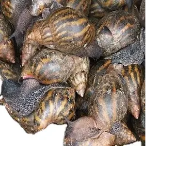 Giant African Land Snails for sale/High Quality Edible Snails Frozen/Dried /Fresh Snails