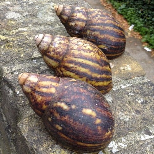 Dried Giant African Land Snails for sale High Quality Edible Dried Snails