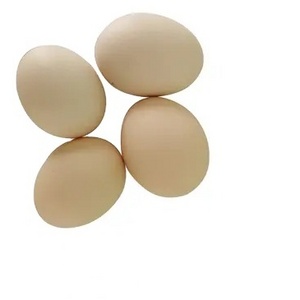 Fertile Hatching Chicken Egg/Fresh Chicken Table Eggs/Quail Eggs for Sale