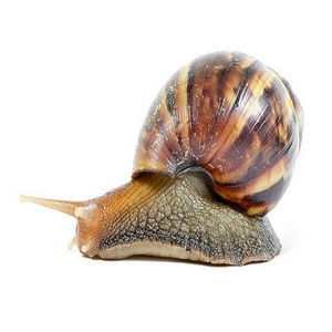 Factory supply pure natural snail for sale