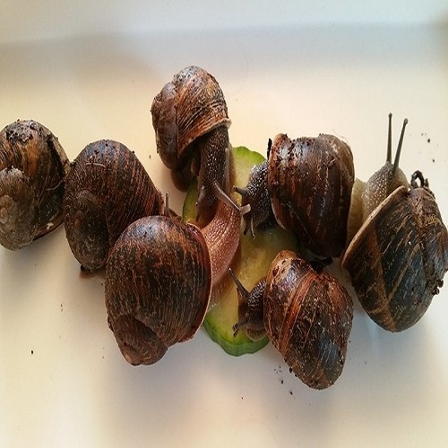 Factory supply pure natural snail for sale