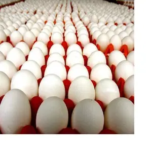 High Quality Packaging 100% Natural High Quality Fresh Chicken Egg For Sale