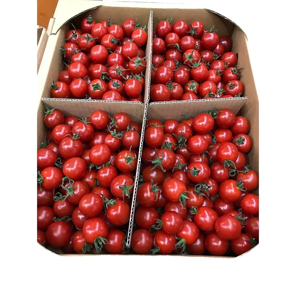 Best Price High Quality Fresh Tomato 100% Natural with best price and high quality from Vietnam in 2022 (wholesale)