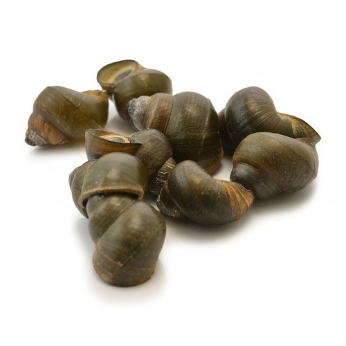 Top Frozen Snails Dried African Giant Land Snails Meat for sale