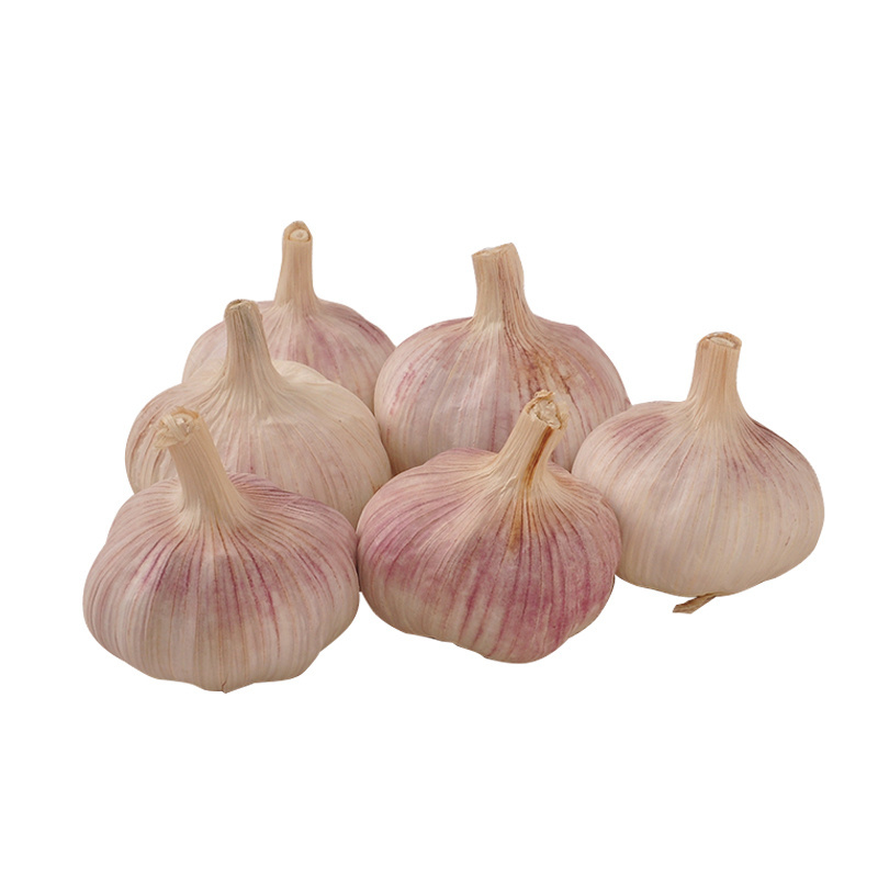 High Quality Fresh Vegetables Export Garlic Garlic Wholesale