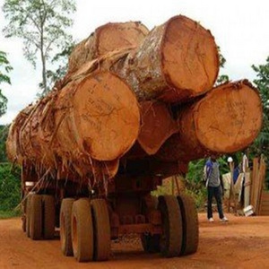 Pine, Hardwood timber, Teak wood / Pine wood logs, oak wood logs for supply at cheap price