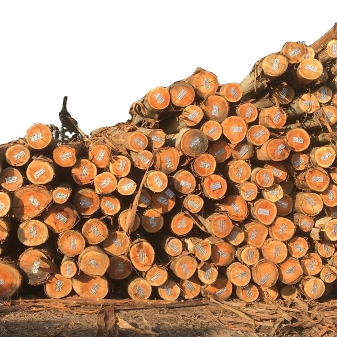 Pine wood logs oak wood logs for supply at cheap price