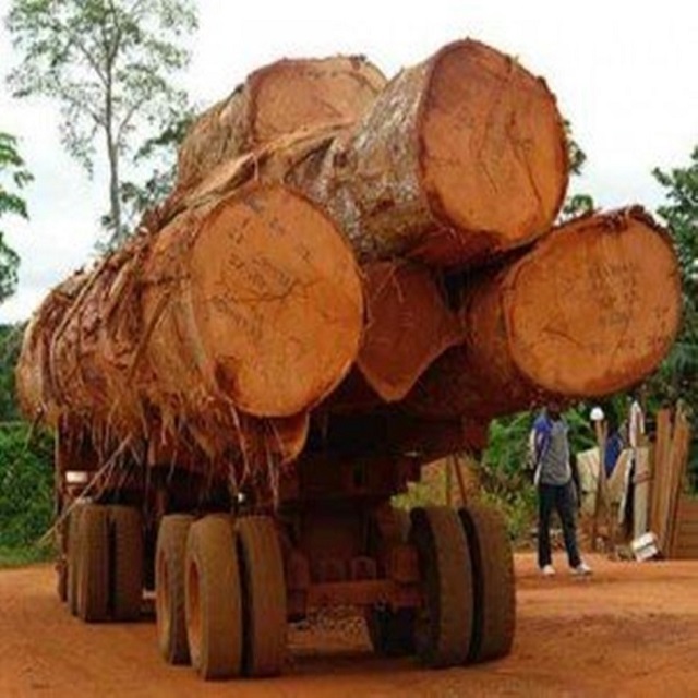 Africa Doussie / Tali / Azobe / Padouk Wood Logs