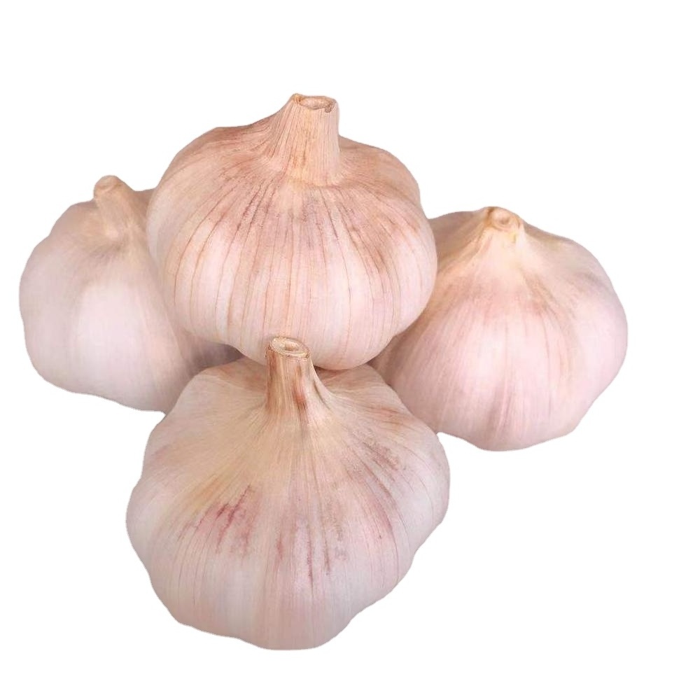 2023 new cold storage fresh garlic 5.0 cm normal white garlic wholesale natural garlic