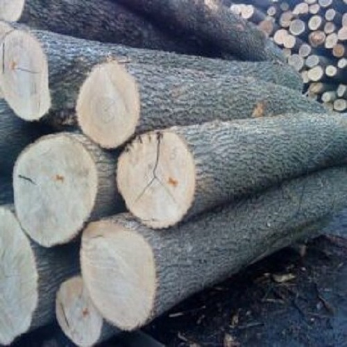 Africa Doussie / Tali / Azobe / Padouk Wood Logs