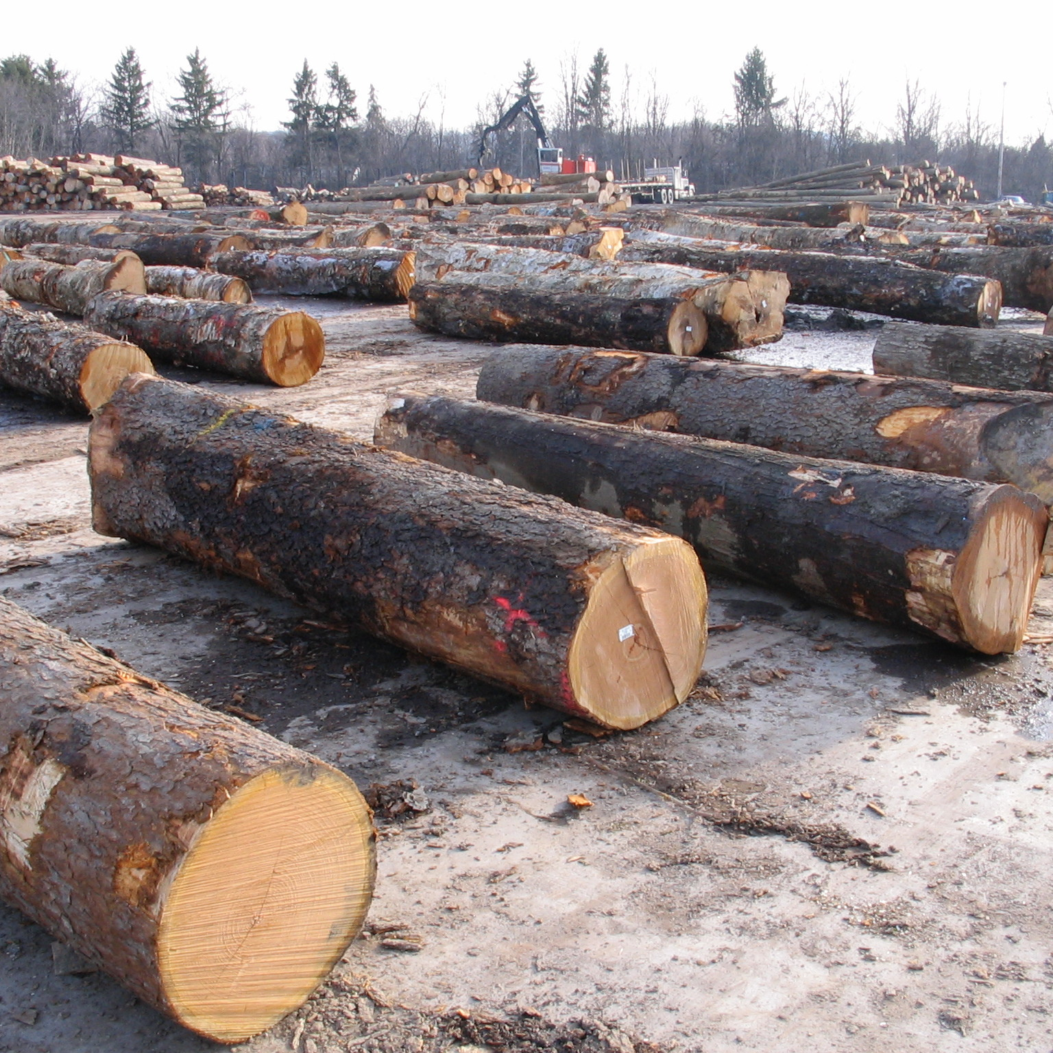 Red and White Oak Round Logs / oak veneer logs / Fresh Grade 1, 2, 3 Round Oak Logs (Fresh Cut)