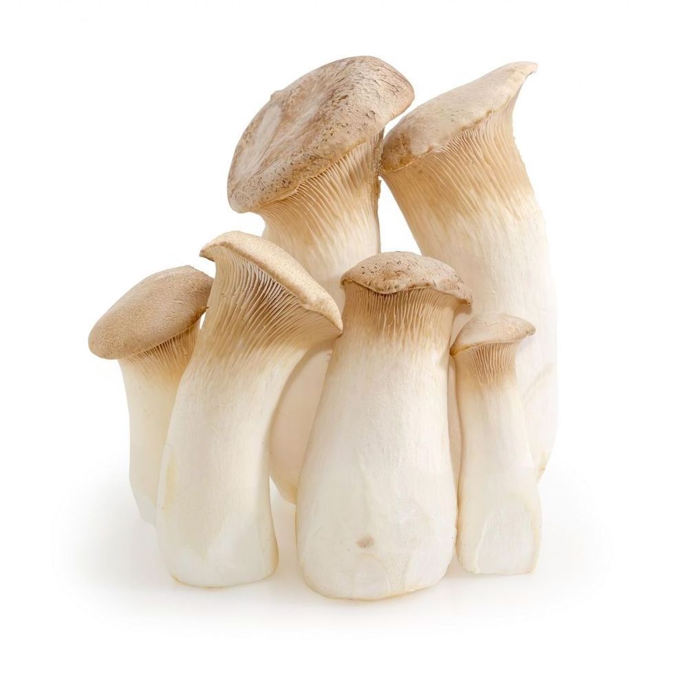 100% organic Dried Sliced Oyster Mushrooms best price