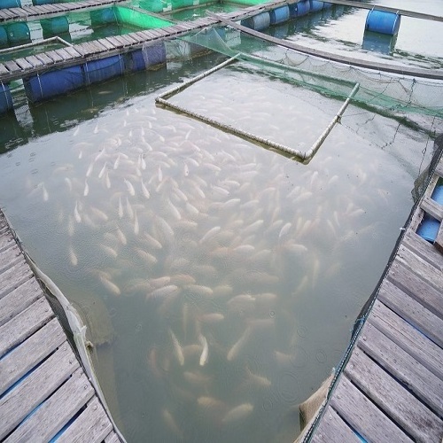 best price Circular 10-40M Round Hdpe Fish Floating Farming Aquaculture Cage