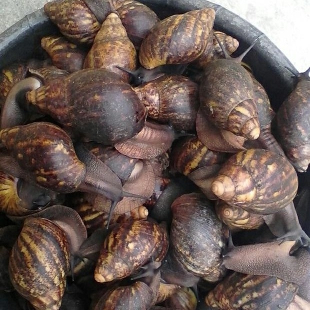 Fresh Frozen african Snail Meat With Best Price from Indonesia