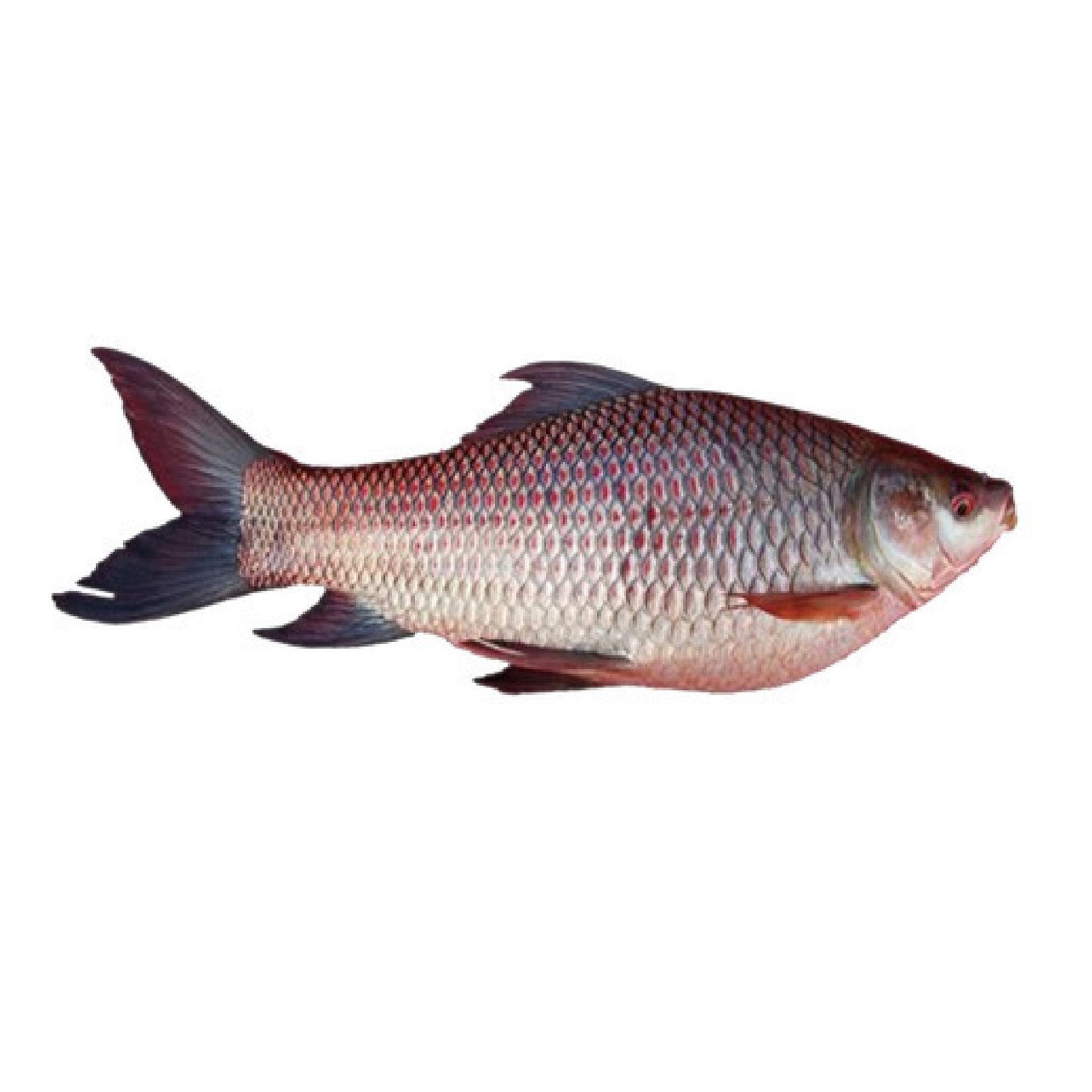 frozen fish fresh  ROHU FISH at best price