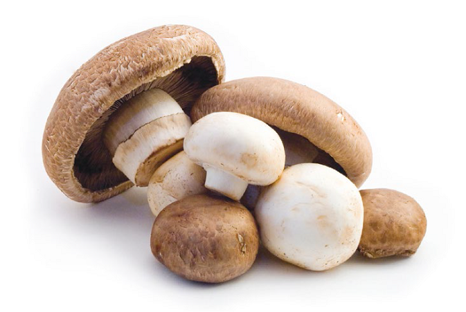 best price 100% White Mushrooms freshly cultivated