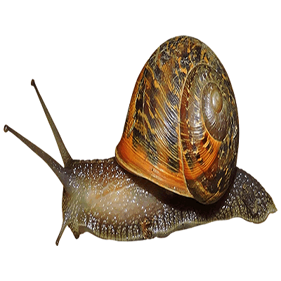 Fresh Frozen african Snail Meat With Best Price from Indonesia