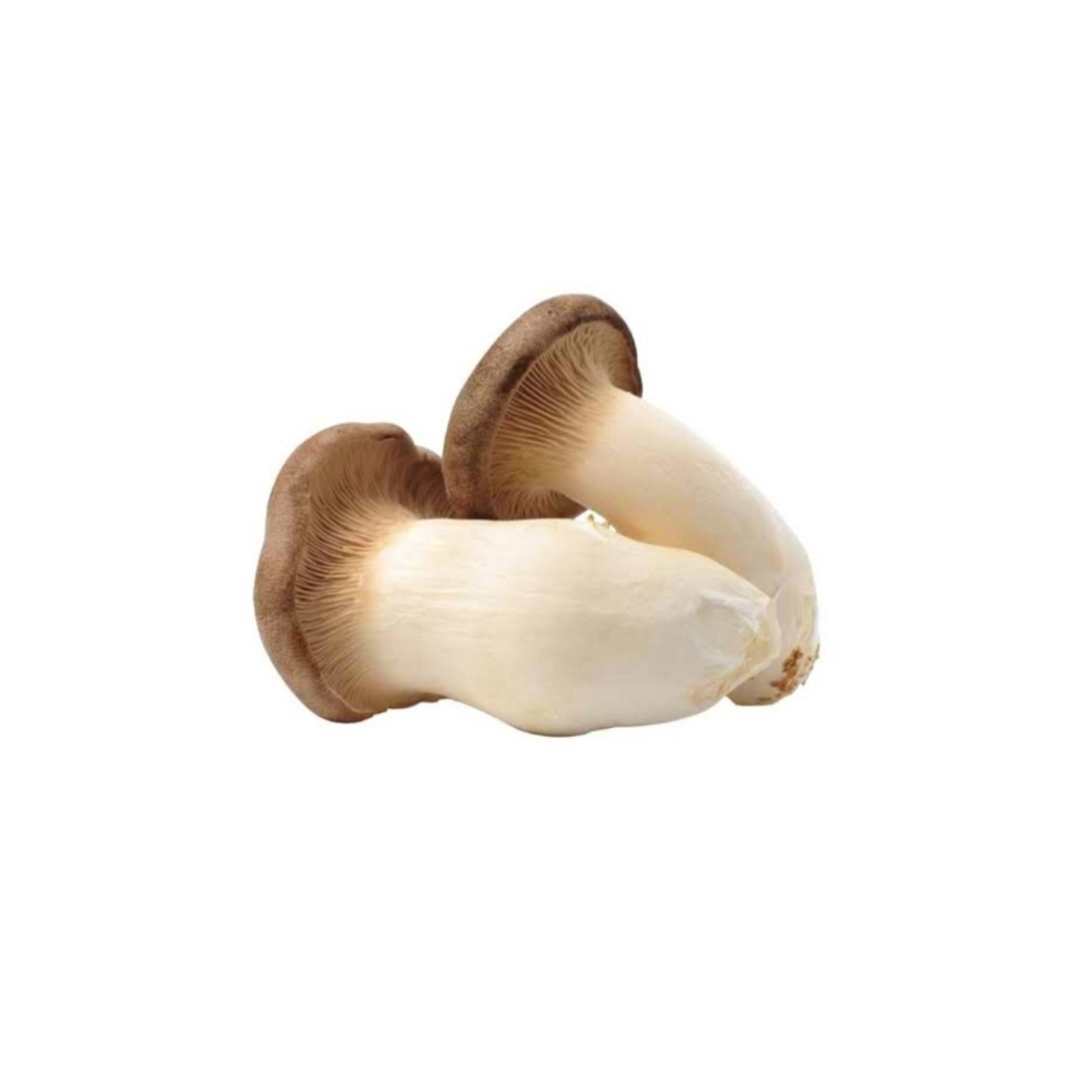 100% organic Dried Sliced Oyster Mushrooms best price