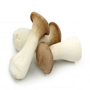 100% organic Dried Sliced Oyster Mushrooms best price