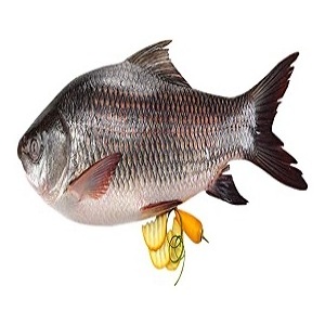 frozen fish fresh  ROHU FISH at best price