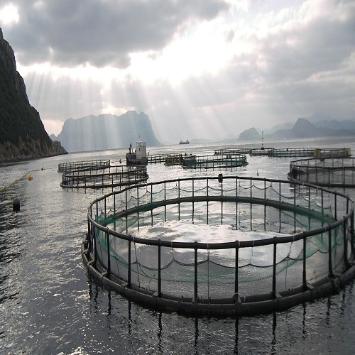 best price Circular 10-40M Round Hdpe Fish Floating Farming Aquaculture Cage