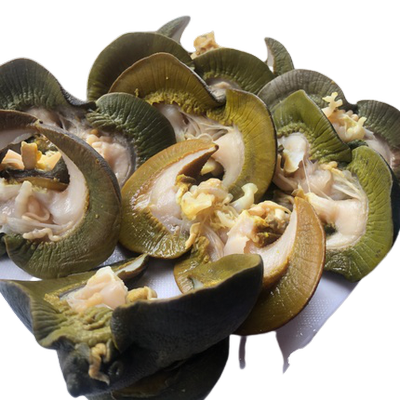 Fresh Frozen african Snail Meat With Best Price from Indonesia