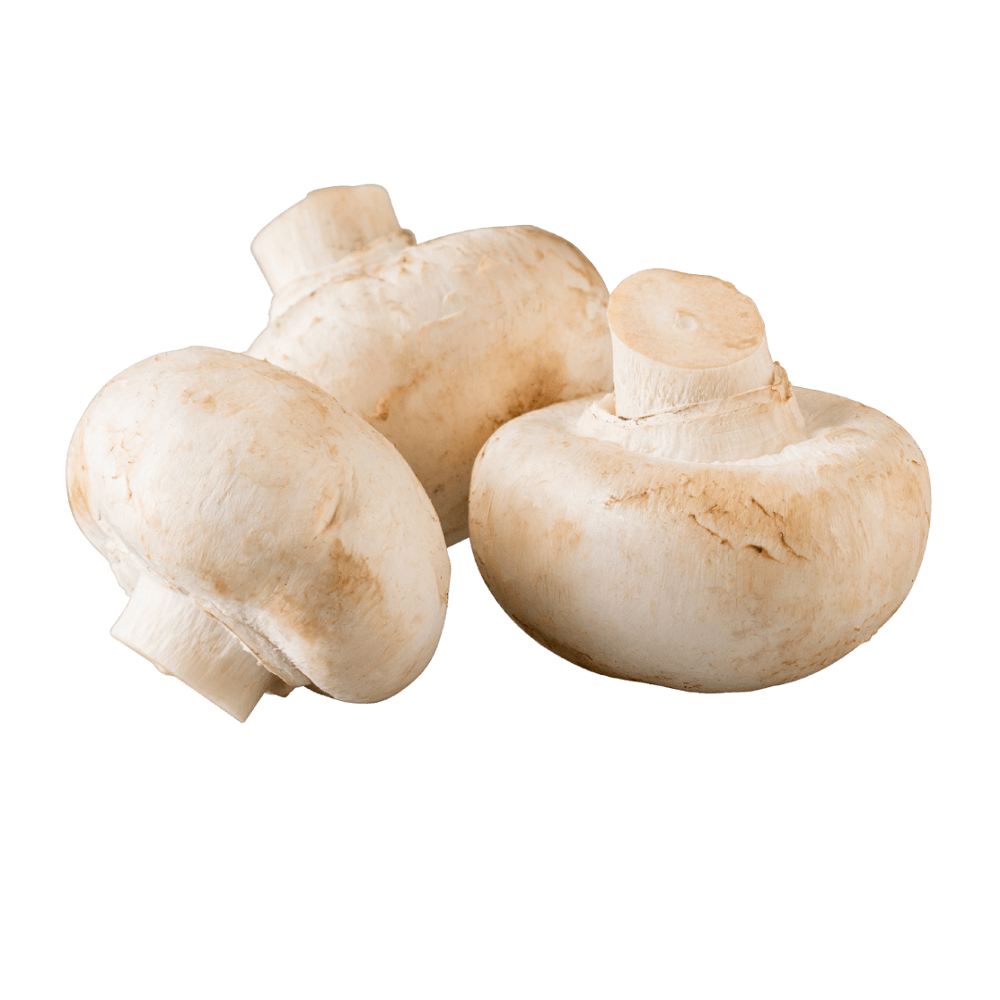 best price 100% White Mushrooms freshly cultivated