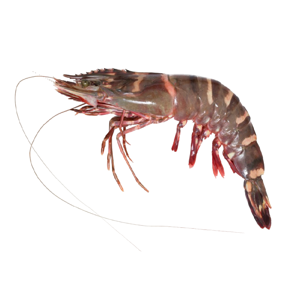 Frozen Black Tiger Shrimps Wholesale Raw PD Black Tiger Prawn, Fresh Seafood High quality Peeled Shrimp Black Tiger Shrimps