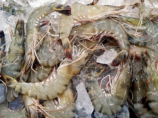 Frozen Black Tiger Shrimps Wholesale Raw PD Black Tiger Prawn, Fresh Seafood High quality Peeled Shrimp Black Tiger Shrimps