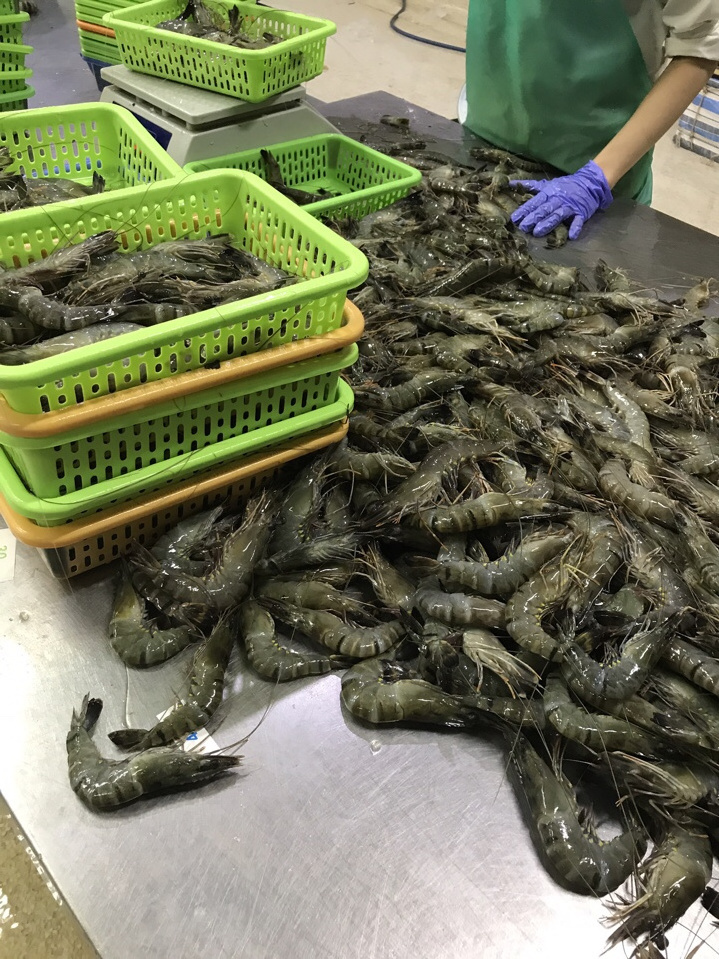 Frozen Black Tiger Shrimps Wholesale Raw PD Black Tiger Prawn, Fresh Seafood High quality Peeled Shrimp Black Tiger Shrimps