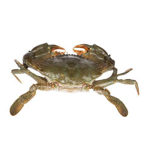 Live Mud Crabs Red King Crabs Whole Part Delicious Seafood Frozen Blue crab low price