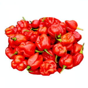 Quality Grade 100% Fresh & Natural Color Capsicum / Bell Pepper Fresh Exotic Vegetables for sale.