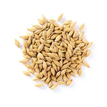 Feed Barley grain / Barley Malt grain / Hulled Barley Pearl Barley