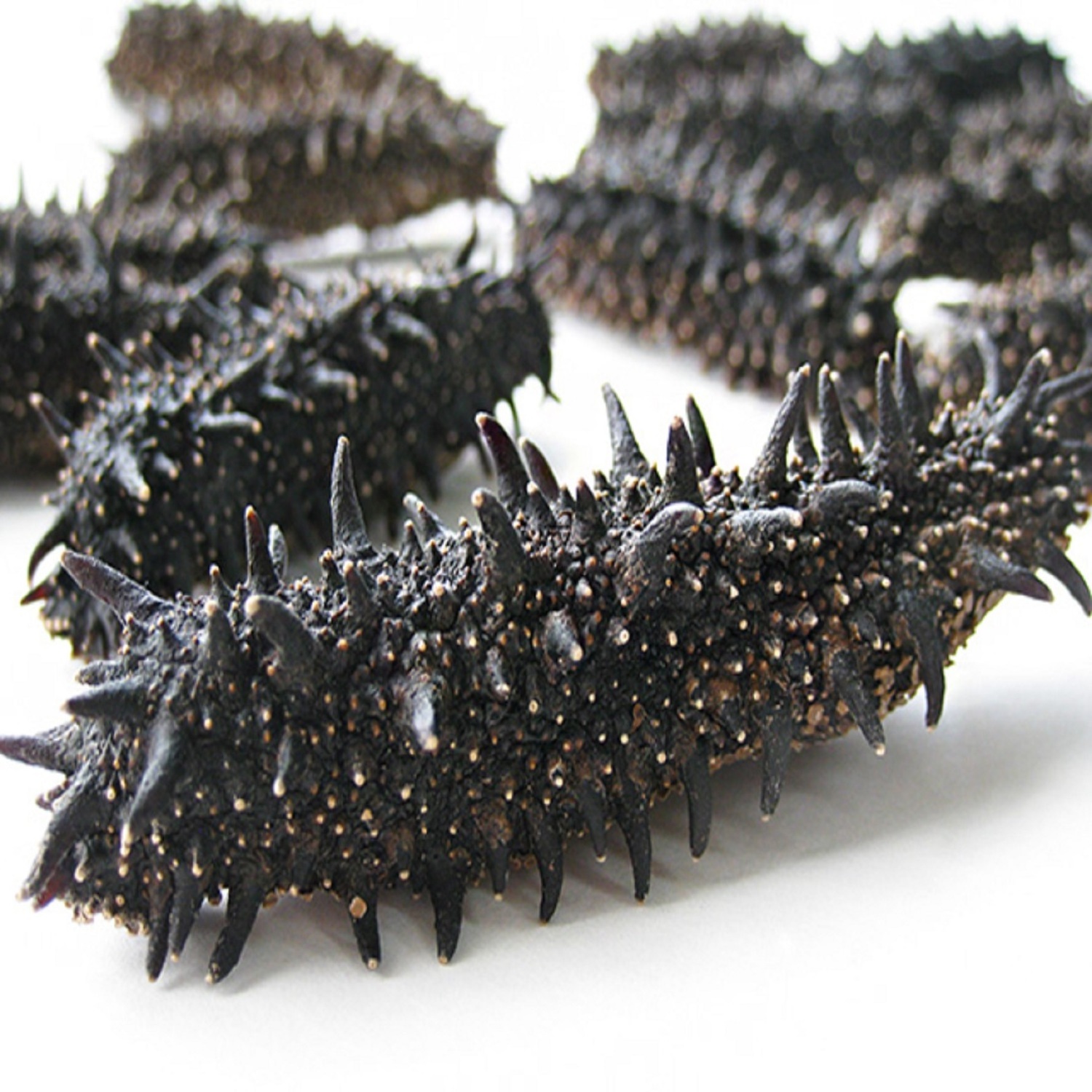 Wholesale Cheap Price Dried Sea Cucumber/Dried Sea Cucumber