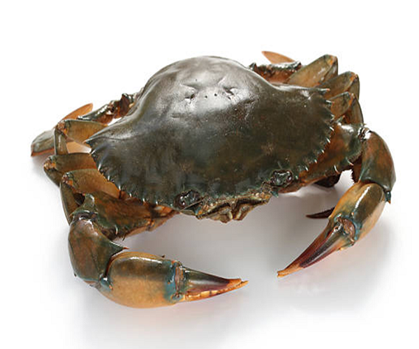 Live Mud Crabs Red King Crabs Whole Part Delicious Seafood Frozen Blue crab low price