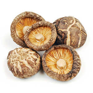 Bulk Dried Shitake Mushroom Chips Mushroom Stipe Feet 3-4cm Dried Shiitake Mushroom Now Available