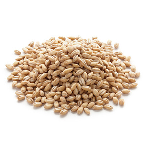 Feed Barley grain / Barley Malt grain / Hulled Barley Pearl Barley