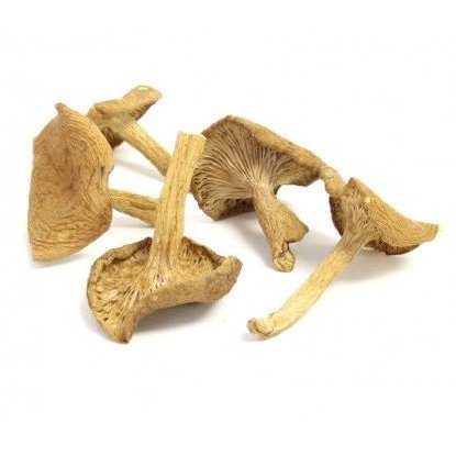 Bulk Dried Shitake Mushroom Chips Mushroom Stipe Feet 3-4cm Dried Shiitake Mushroom Now Available